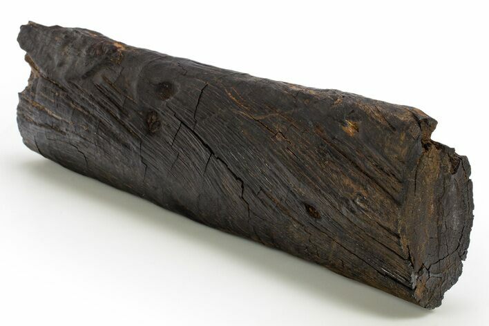 Cretaceous Fossil Carbonized Wood Log - Aguja Formation, Texas #317775